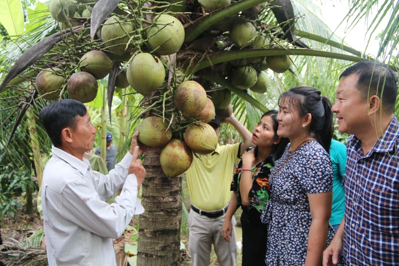 Trà Vinh chủ động nguồn dừa sáp cho sản phẩm OCOP đạt 5 sao