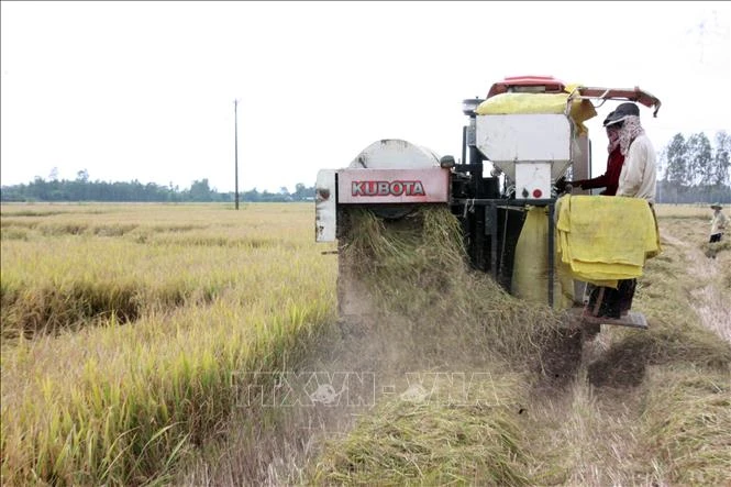 Nhờ đẩy mạnh cơ giới hóa vào sản xuất, Kiên Giang đạt gần 4,3 triệu tấn trong năm 2019. Ảnh: Lê Sen - TTXVN