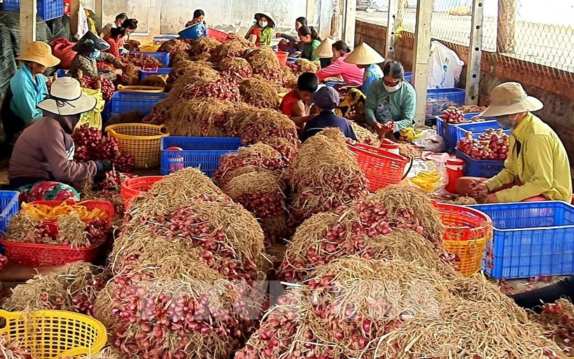 Đặc sản hành tím Vĩnh Châu (Sóc Trăng). Ảnh: Trung Hiếu - TTXVN