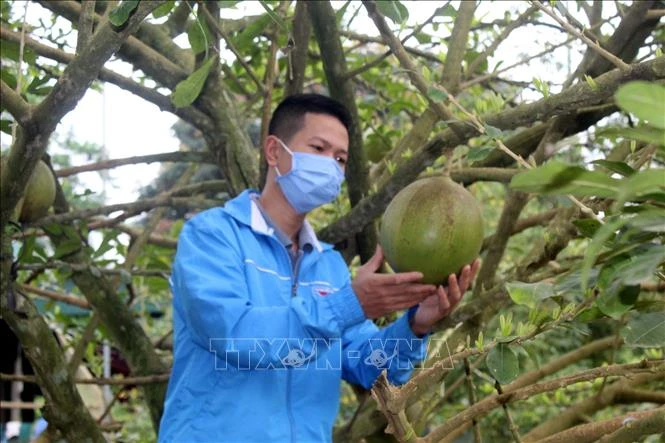 Anh Nguyễn Danh Hoàng kiểm tra tốc độ sinh trưởng của cây ăn quả. Ảnh: Nguyễn Nam - TTXVN 