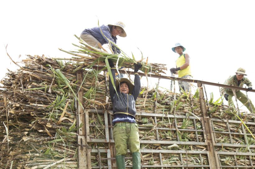 Thu hoạch mía. Ảnh: Quang Thái- TTXVN