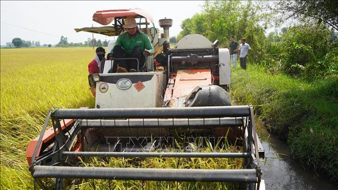 Nông dân thu hoạch ruộng lúa liên kết với doanh nghiệp đạt sản lượng cao, trên 8 tấn/ha. Ảnh: Thanh Tân - TTXVN 