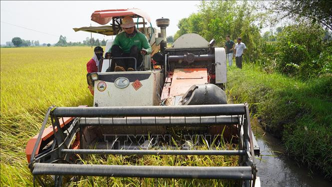 Nông dân thu hoạch ruộng lúa liên kết với doanh nghiệp đạt sản lượng cao, trên 8 tấn/ha. Ảnh: Thanh Tân - TTXVN 