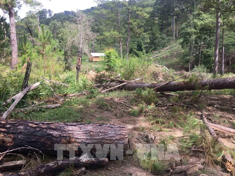 Một vụ phá rừng ở Lâm Đồng. Ảnh :Đặng Tuấn