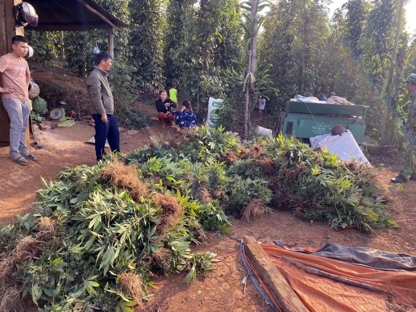 Đắk Nông phát hiện vụ trồng, sơ chế cần sa quy mô lớn tại xã biên giới Quảng Trực