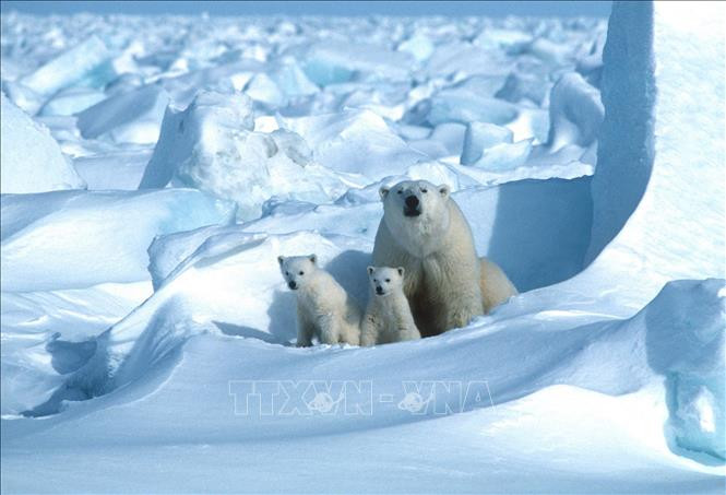 Gấu trắng Bắc Cực tại khu vực đông bắc Vịnh Prudhoe, Alaska, Mỹ năm 1985. Ảnh: AFP/ TTXVN