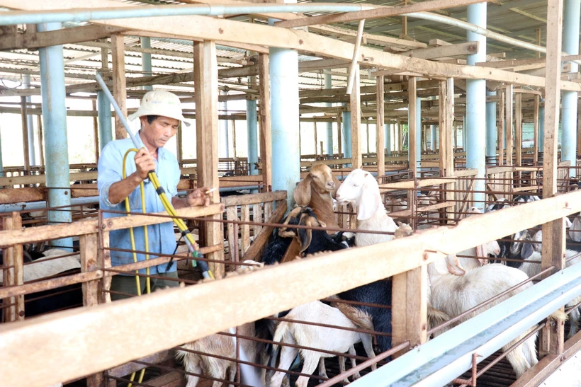 Vùng ven biển Gò Công nuôi dê cho thu nhập cao