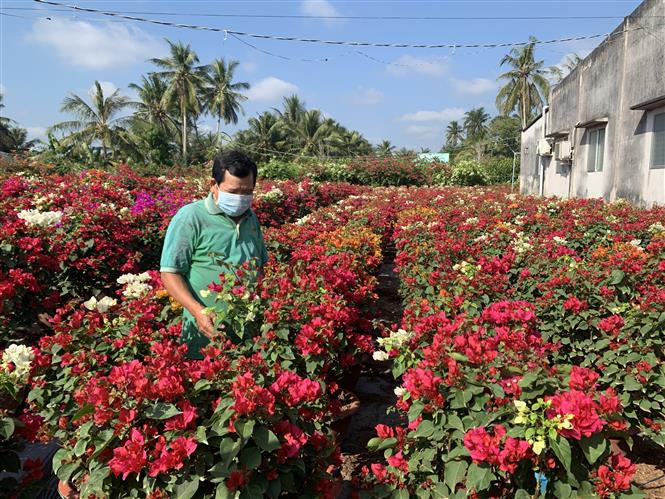 Ông Huỳnh Thanh Tâm ở ấp Lân Đông, xã Phú Sơn (Chợ Lách, Bến Tre) chăm sóc vườn hoa giấy. Ảnh: Chương Đài - TTXVN 