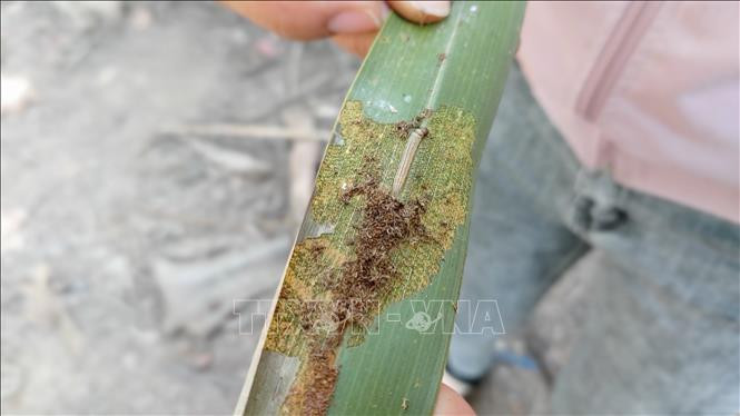 Sâu đầu đen sinh sản trên lá dừa. Ảnh: Trần Thị Thu Hiền – TTXVN