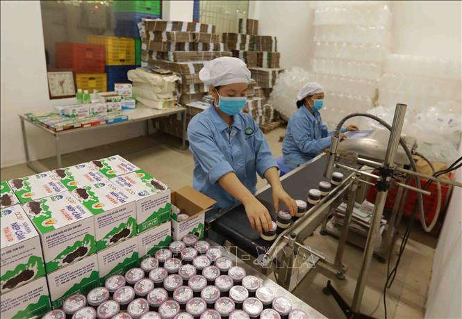 Đóng gói sản phẩm sữa chua tại cơ sở sản xuất của Hợp tác xã chăn nuôi bò sữa Tam Đảo, xã Bồ Lý, huyện Tam Đảo (Vĩnh Phúc). Năm 2019, sản phẩm sữa chua, sữa chua nếp cẩm, sữa tươi đóng chai của HTX đạt chất lượng sản phẩm OCOP 3 sao. Ảnh: Vũ Sinh - TTXVN