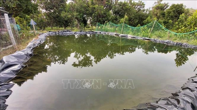 Người dân Bến Tre trữ nước ngọt trong ao để sử dụng trong mùa hạn mặn sắp tới. Ảnh: Trần Thị Thu Hiền- TTXVN