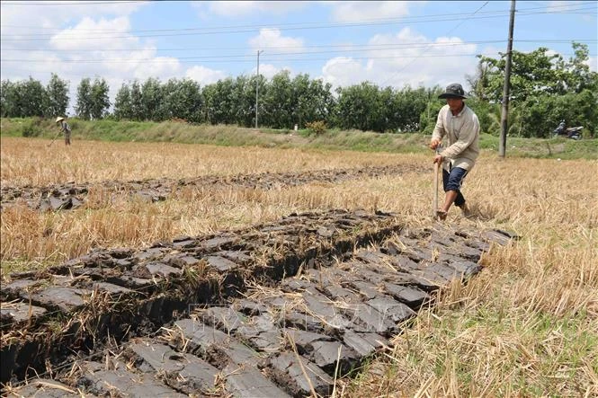 Nông dân huyện Cầu Kè (Trà Vinh) cải tạo đất trồng lúa để chuyển sang trồng màu. Ảnh: Thanh Hòa- TTXVN