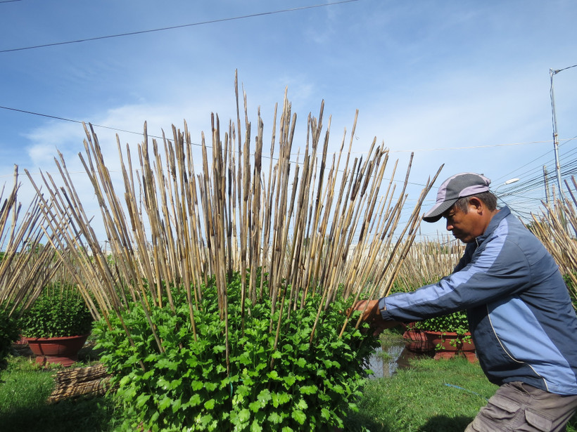 Làng hoa cúc Ninh Giang tất bật chuẩn bị vào vụ Tết