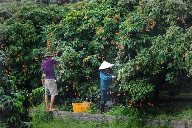 Chăm sóc vải chín sớm xuất Nhật tại 1 hộ gia đình ở xã Phúc Hoà, huyện Tân Yên (Bắc Giang). Ảnh: Danh Lam-TTXVN