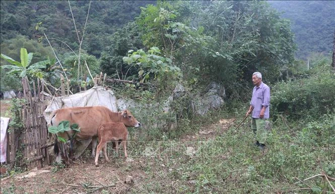 Bò của người dân xóm Bản Khoòng, xã Lý Quốc, huyện Hạ Lang bị nhiễm bệnh viêm da nổi cục. Ảnh: Chu Hiệu - TTXVN