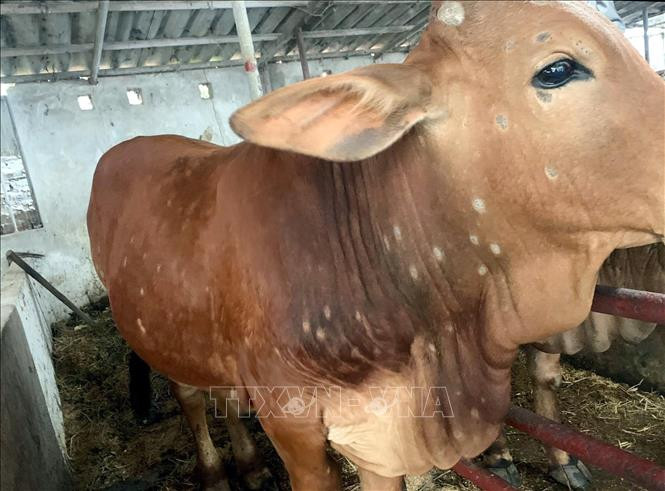 Bò bị bệnh thường nổi các nốt sần từ nhỏ đến lớn trên da. Ảnh: Văn Đạt - TTXVN 