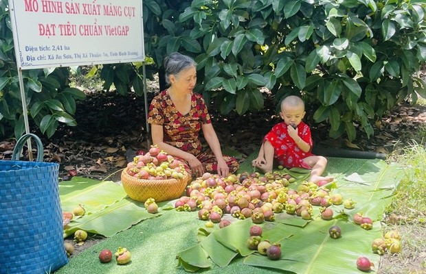 Măng cụt Bình Dương được giá