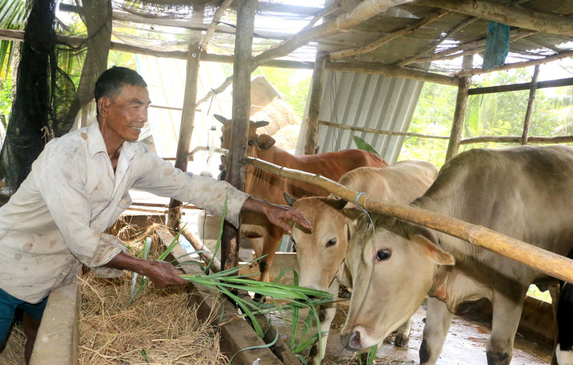 Ông Kim Mực, xã Đông Bình (thị xã Bình Minh, tỉnh Vĩnh Long) chăm sóc bò từ nguồn vốn vay của địa phương. Ảnh: Lê Thúy Hằng - TTXVN 