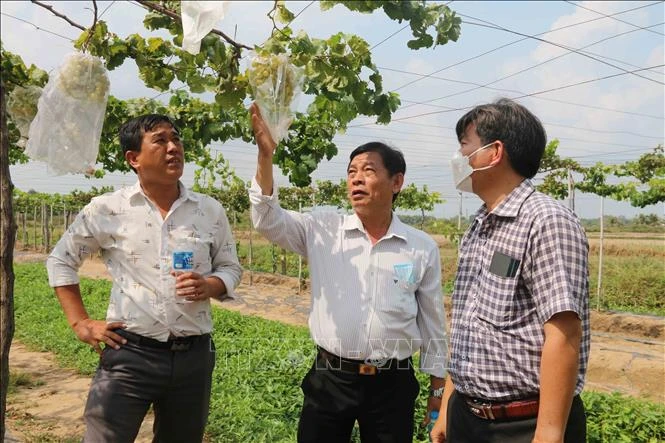 Lãnh đạo Ủy ban nhân dân huyện Duyên Hải và Trung tâm Thông tin - Ứng dụng tiến bộ Khoa học và Công nghệ tỉnh Ninh Thuận đánh giá năng suất, chất lượng quả nho. Ảnh: Thanh Hòa -TTXVN 