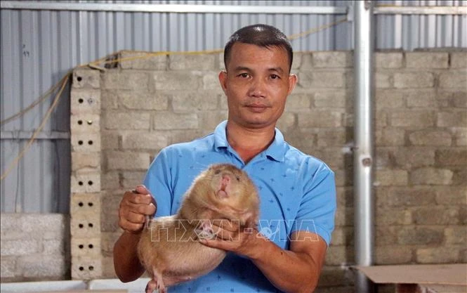 Anh Đỗ Văn Dũng giới thiệu sản phẩm dúi nuôi của trang trại. Ảnh: Quang Cường - TTXVN 