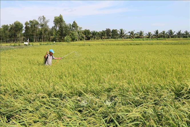 Trồng lúa hữu cơ cho hiệu quả cao. Ảnh : Thanh Hòa/TTXVN