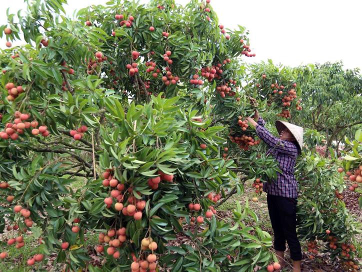 Thu hoạch vải thiều tại hộ nông dân Nguyễn Văn Quân, xã Thanh Hải. Ảnh: Vũ Sinh - TTXVN