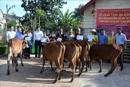 Hỗ trợ bò sinh sản cho hộ nghèo, hộ đồng bào dân tộc thiểu số. Ảnh: Hoài Thu – TTXVN