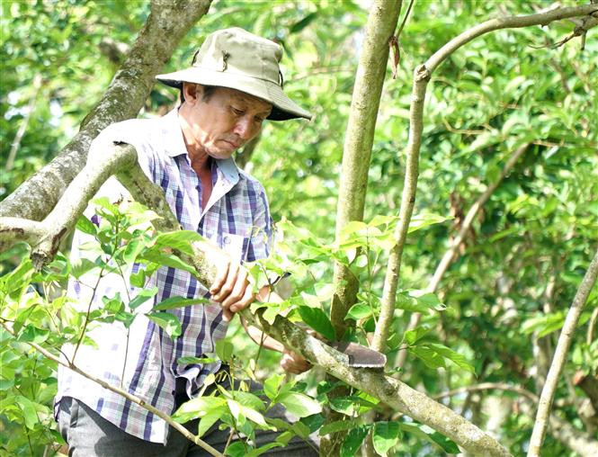 Nông dân Lê Văn Trí, xã Bình Hòa Phước (Long Hồ, Vĩnh Long) cắt tỉa nhánh cho vườn chôm chôm đã bị suy kiệt, rụng lá. Ảnh: Lê Thúy Hằng - TTXVN