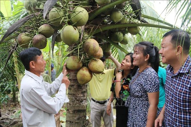 Chủ nhà vườn Cao Văn Lùng (bên trái), xã Hòa Tân, huyện Cầu Kè giới thiệu quả dừa sáp với du khách. Ảnh: Thanh Hòa - TTXVN