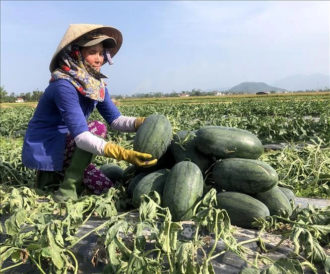 Nông dân Quảng Ngãi thu hoạch dưa hấu bán cho thương lái. Ảnh: Lê Ngọc Phước - TTXVN 