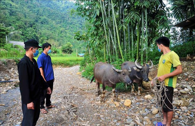 Ông Đặng Tòn Sểnh (trái) tuyên truyền, vận động người dân tiêm phòng đầy đủ cho đàn gia súc. Ảnh: Vũ Quang – TTXVN 