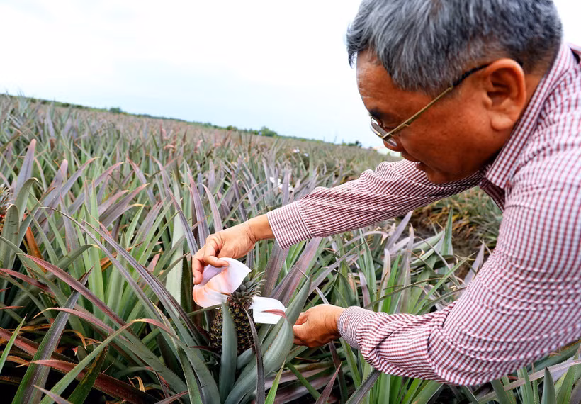 Người nông dân Nguyễn Văn Sáu “bắt” đất phèn cho trái ngọt