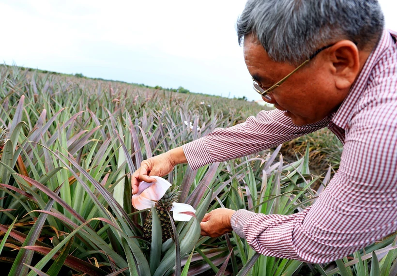 Người nông dân Nguyễn Văn Sáu “bắt” đất phèn cho trái ngọt