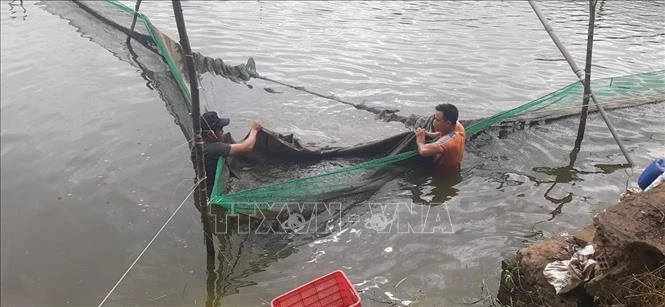Thu hoạch cá chình thương phẩm tại ao nuôi đất của Công ty TNHH Việt Tam Nông. Ảnh: Hoàng Nhị - TTXVN