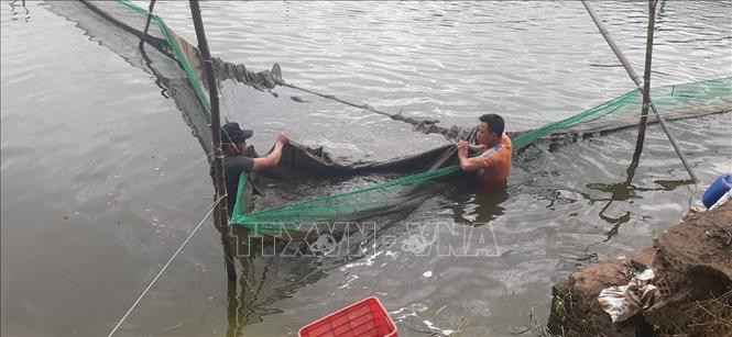 Thu hoạch cá chình thương phẩm tại ao nuôi đất của Công ty TNHH Việt Tam Nông. Ảnh: Hoàng Nhị - TTXVN
