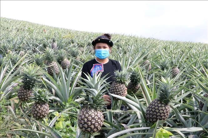 Vườn dứa mật của gia đình anh Triệu Văn Hòa, người dân tộc Tày, Kông Lơng Khơng, huyện Kbang (Gia Lai) cho thu hoạch cao hơn nhiều so với cùng một diện tích trồng sẵn cũ. Ảnh: Hồng Điệp - TTXVN 