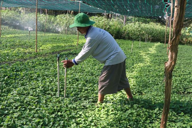 Thiết kế hệ thống tưới phun tiết kiệm nước và mái che bảo vệ rau màu, phòng, chống hạn mặn trong mùa khô 2021. Ảnh: Minh Trí-TTXVN 