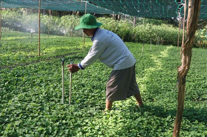 Thiết kế hệ thống tưới phun tiết kiệm nước và mái che bảo vệ rau màu, phòng, chống hạn mặn trong mùa khô 2021. Ảnh: Minh Trí-TTXVN 