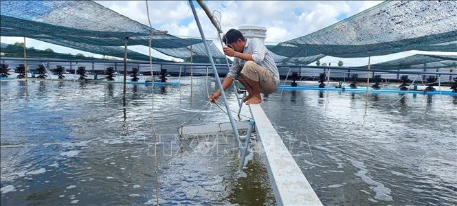 Nông dân tỉnh Bến Tre phát triển nuôi tôm công nghệ cao 2 giai đoạn. Ảnh: Công Trí - TTXVN 