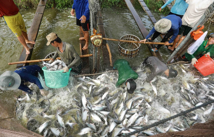 An Giang còn nhiều tiềm năng, lợi thế phát triển kinh tế