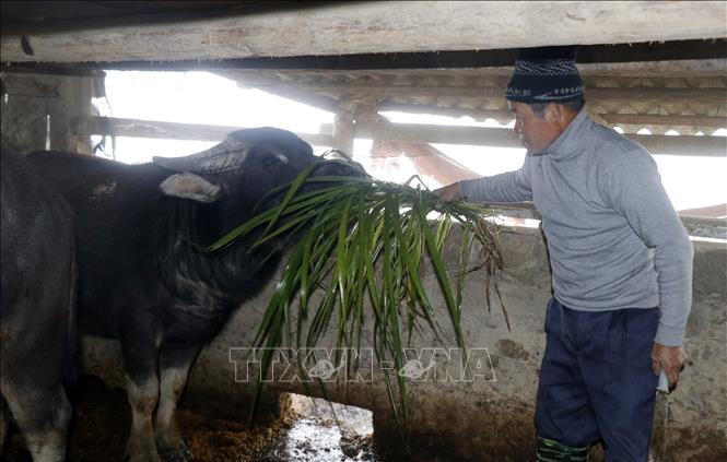 Gia đình ông Má A Vàng, tổ 3, phường Hàm Rồng, thị xã Sa Pa, tỉnh Lào Cai, chăm sóc đàn trâu trong những ngày đông giá rét. Ảnh: Quốc Khánh - TTXVN