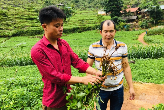 Cây lạc L14 phát triển tốt tại các nương rẫy khô cằn ở vùng Lục Khu Hà Quảng. Ảnh: nongnghiep.vn