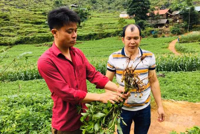 Cây lạc L14 phát triển tốt tại các nương rẫy khô cằn ở vùng Lục Khu Hà Quảng. Ảnh: nongnghiep.vn