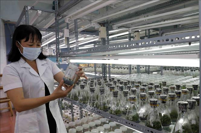 Kiểm tra chất lượng cây cà phê được nuôi cấy trong phòng nuôi cấy mô thực vật do Nestle tài trợ. Ảnh: Trần Việt - TTXVN