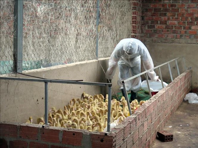 Lực lượng chức năng tiến hành đưa đi tiêu huỷ đàn vịt bị cúm H5N1 của gia đình bà Phạm Thị Thủy. Ảnh: Khoa Chương - TTXVN 