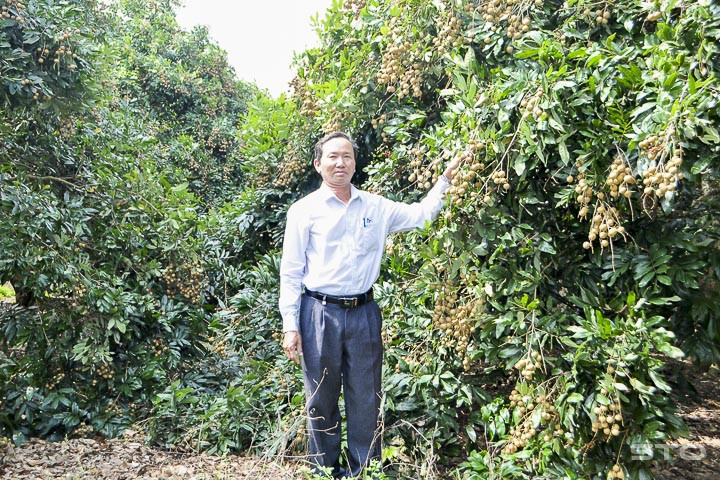 Nông dân ở ấp An Phú, xã An Lạc Tây, huyện Kế Sách bên vườn nhãn da bò đang cho thu hoạch. Ảnh: baosoctrang.org.vn 