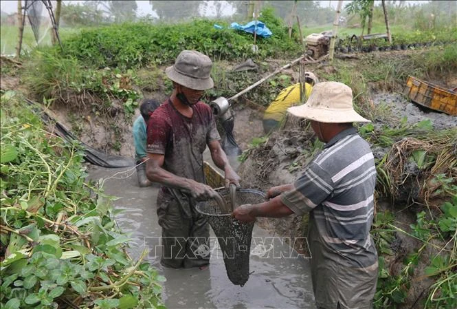 Xã viên HTX nông nghiệp Dân Tiến, huyện Cầu Kè thu hoạch cá trê theo mô hình kết hợp nuôi thủy sản trong ruộng lúa từ tháng 4/2021. Ảnh: Thanh Hòa - TTXVN 