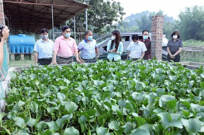 Đoàn công tác của UBND tỉnh Lạng Sơn đi thăm, kiểm tra việc nuôi giun quế làm thức ăn cho ba ba, cá tại Hợp tác xã Yên Phát (thôn Yên Thủy II, xã Yên Trạch, huyện Cao Lộc). Ảnh: Anh Tuấn - TTXVN 