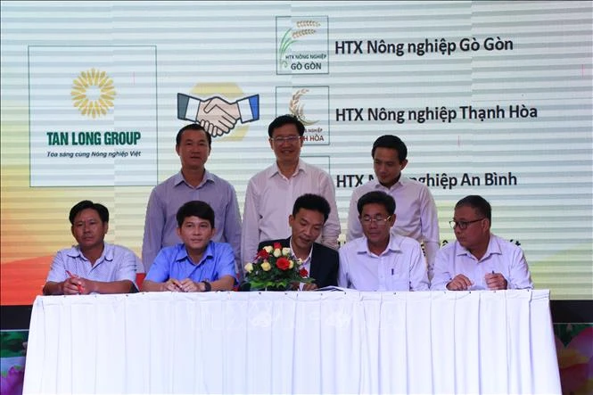 Các doanh nghiệp ký kết tiêu thụ lúa gạo do các tổ chức nông dân tham gia Dự án VnSAT sản xuất, với giá cao hơn thị trường, tạo chuỗi giá trị bền vững ở vụ lúa đông xuân 2020 - 2021. Ảnh: Chương Đài 