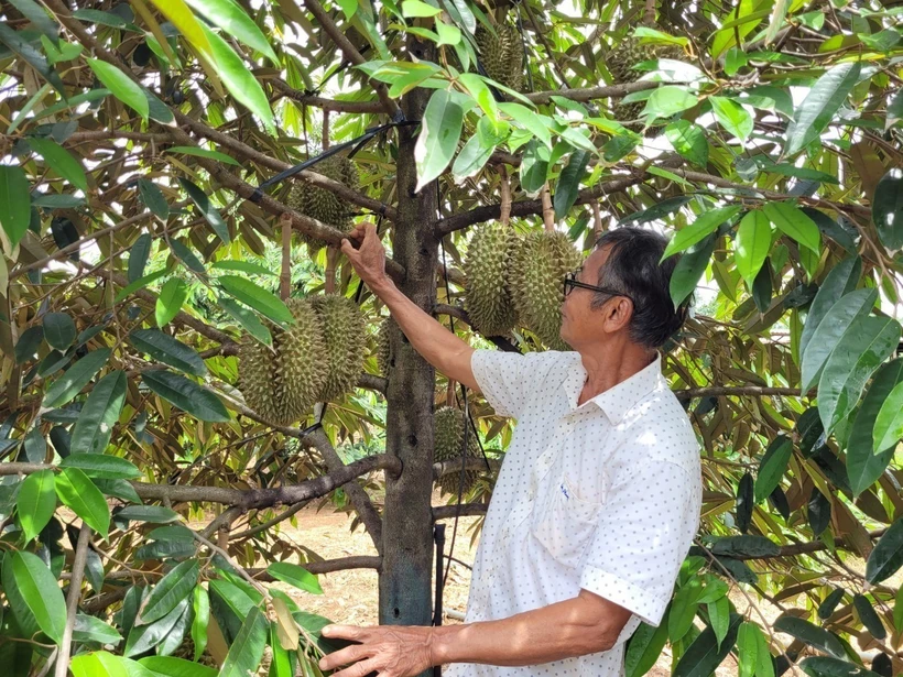 Vườn sầu riêng Thái của gia đình ông Bùi Hữu Đào (xã Kim Long, huyện Châu Đức) chuẩn bị cho thu hoạch. Ảnh: TTXVN phát